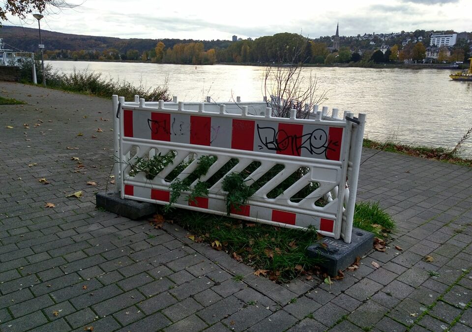 SPD Ortsverein erinnert Stadt an Ersatzpflanzung am Leinpfad