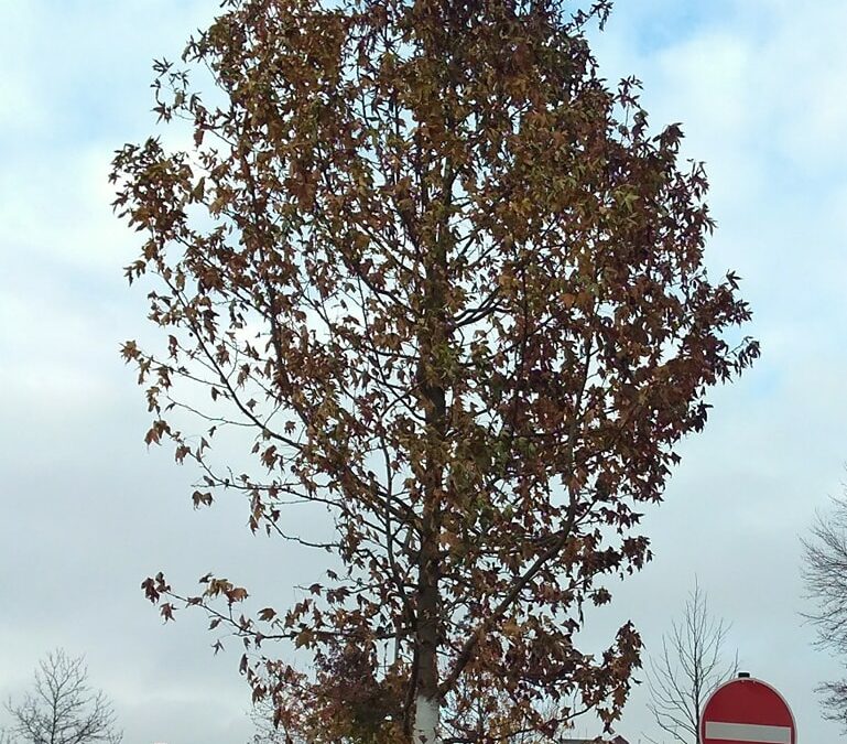 Neue Bäume für den Jahnplatz